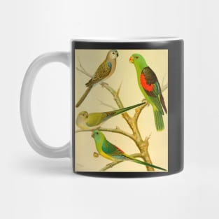 1878 naturalist image of Australian parakeets Mug